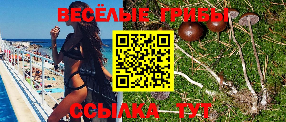 Галлюциногенные грибы Psilocybine cubensis Ейск
